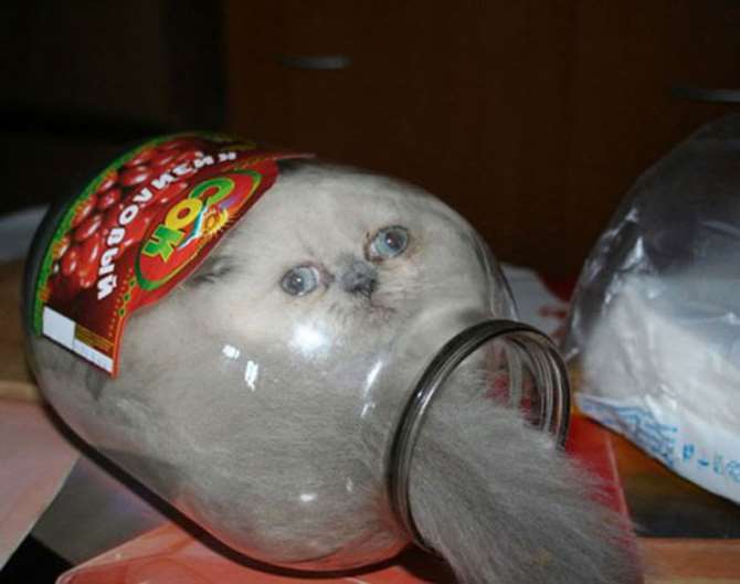 This cat does not fit in this jar.