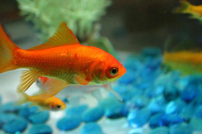 A goldfish has an attention span of 9 seconds--that is 1 second longer than your customers. Find out how web marketing can help your business. Image of a goldfish is licensed by CC BY-SA 2.0 