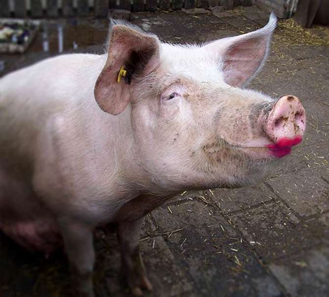 Yes, trying to fix bad content with a shiny new design is considered lipstick on a pig.