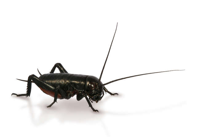 cricket chirping