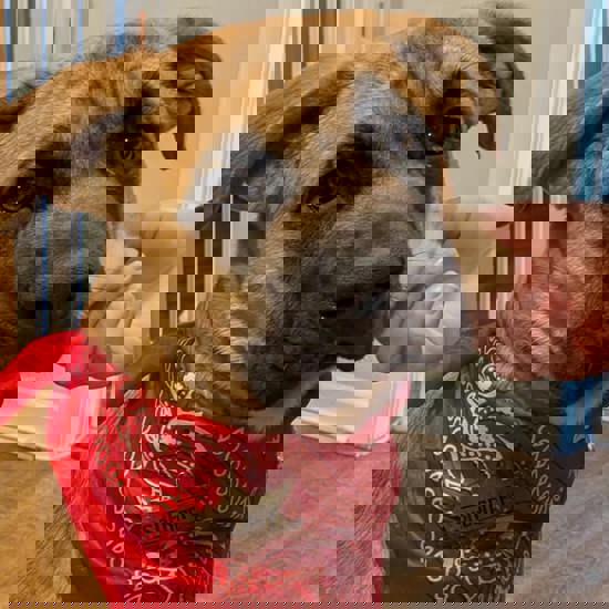 Shayne Tuel Secondary Image